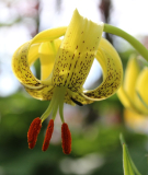 Lilium pyrenaicum
