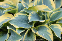 Hosta 'First Frost' 08.06.13
