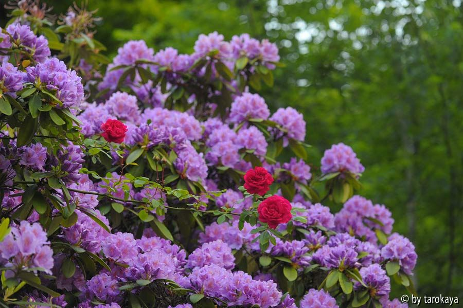 rhodo mauer + rose2