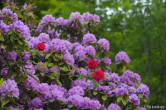 rhodo mauer + rose2
