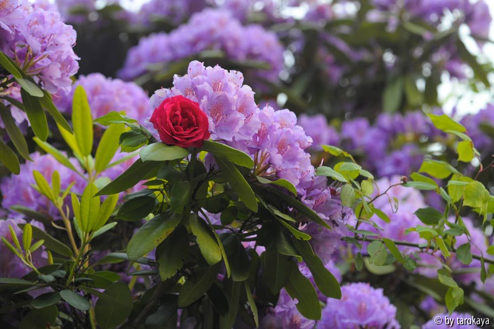 rhodo mauer + rose
