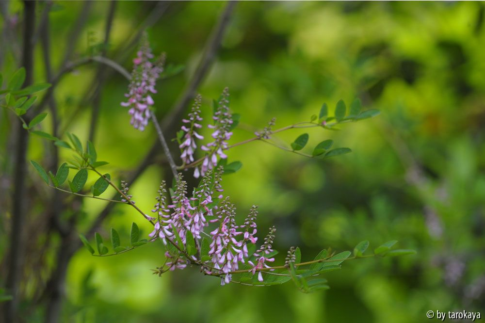 indigofera potaninii