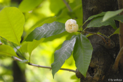 macrophylla ashei x sieboldii