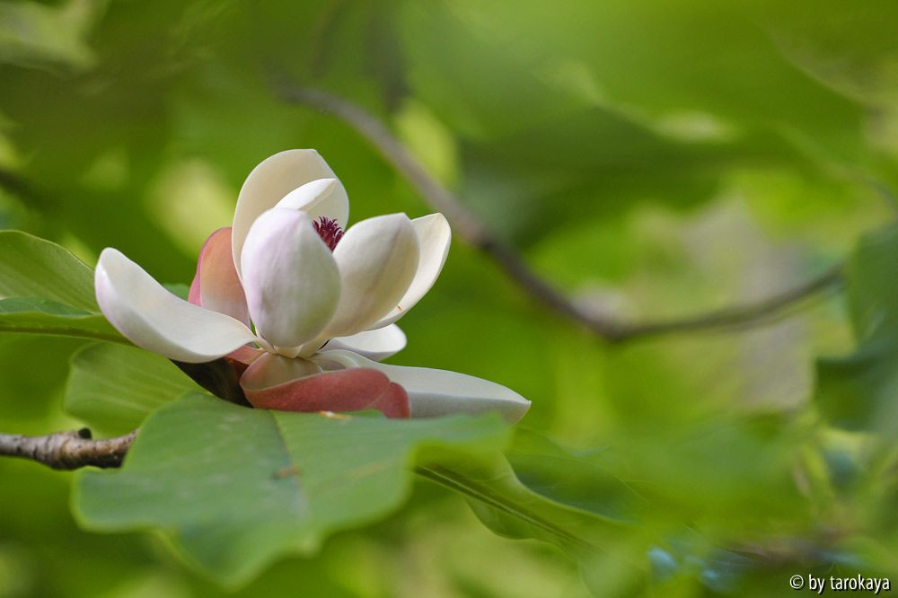 m. obovata2