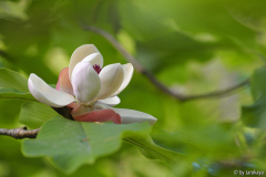 m. obovata