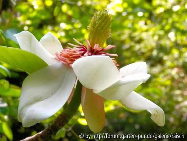 Magnolia wiesenerii3