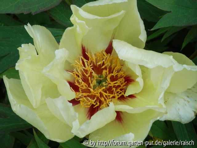 Paeonie Brocade 2