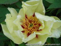 Paeonie Brocade 2