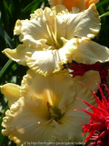 'Victorian Lace'