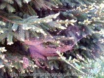 Spinnennetz im Baum
