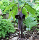 Arisaema thunbergii ssp. urashima