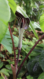 Arisaema triphyllum