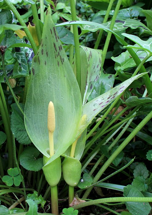 Arum italicum
