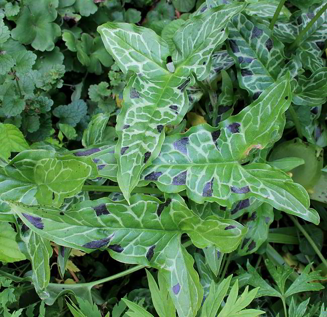 Arum italicum