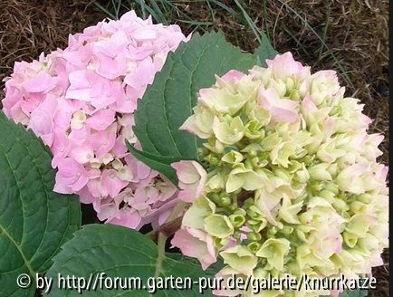 Hortensie