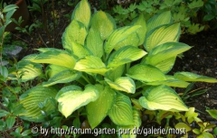 Hosta gold standart 2013.jpg