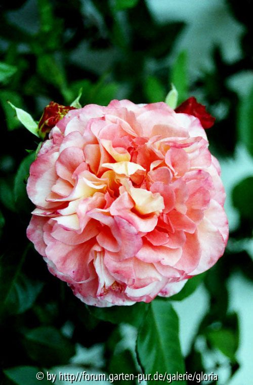 Augusta Luise