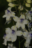 Delphinium pavonaceum 20130611 (4).jpg