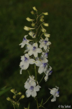 Delphinium pavonaceum 20130611 (2).jpg