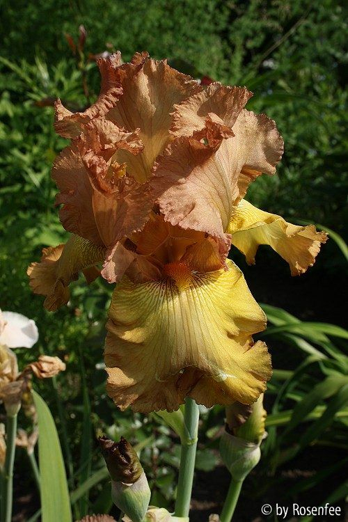 angeblich Harvest King