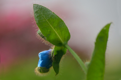 M. sheldonii ´Lingholm´