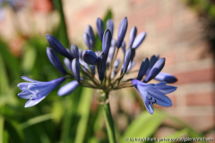 Windsorgrey2-2012.jpg