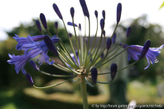 PurpleCloud-2012.jpg