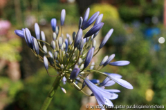 Windsorgrey-2012.jpg