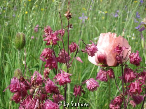 1. Mohnblüte mit Begleitung