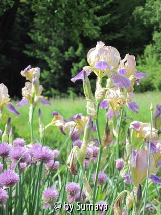 Iris über Schnittlauch