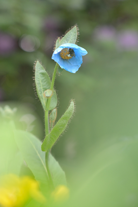 Meconopsis sheldonii 13.6.2013