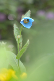 Meconopsis sheldonii 13.6.2013