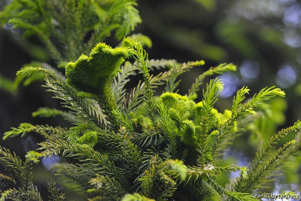 cryptomeria cistrata3