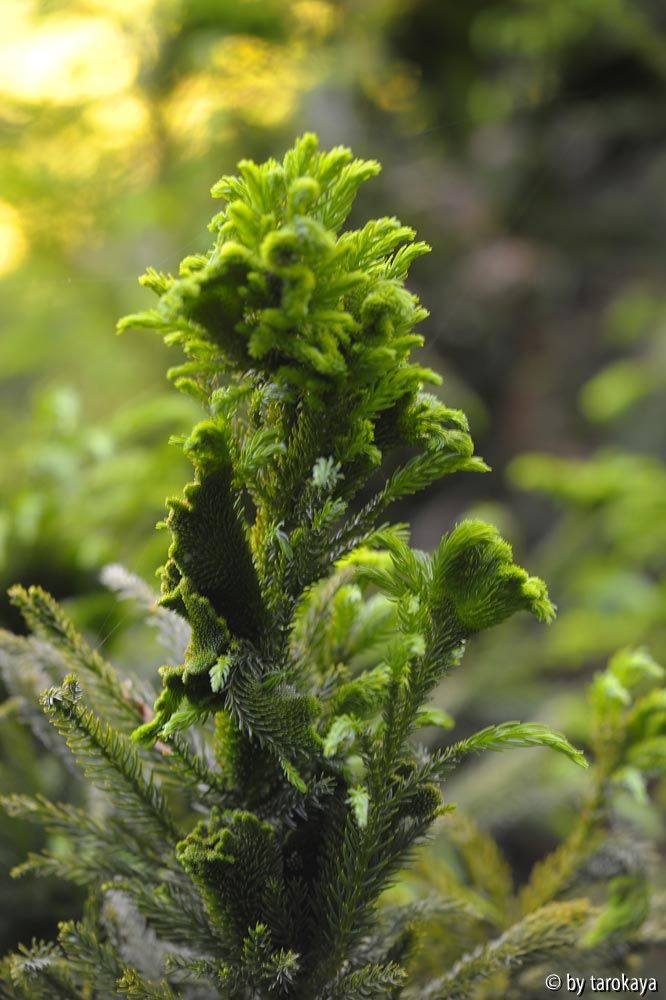 cryptomeria cistrata2