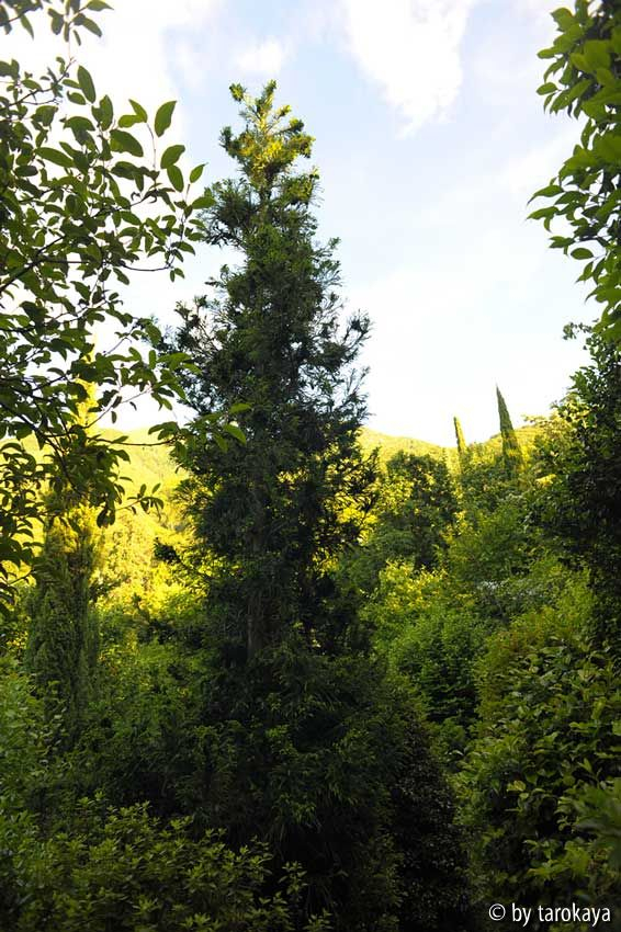 cryptomeria japonica cistrata
