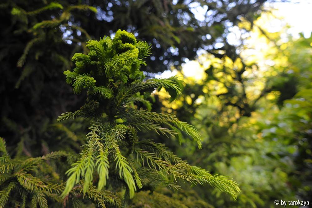 cryptomeria cistrata nah