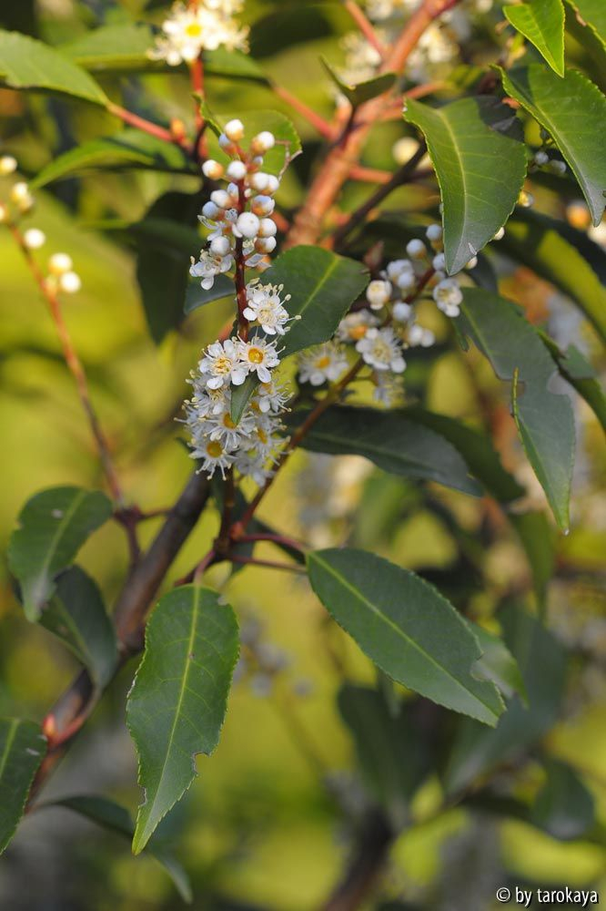 prunus lusitanica