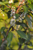prunus lusitanica