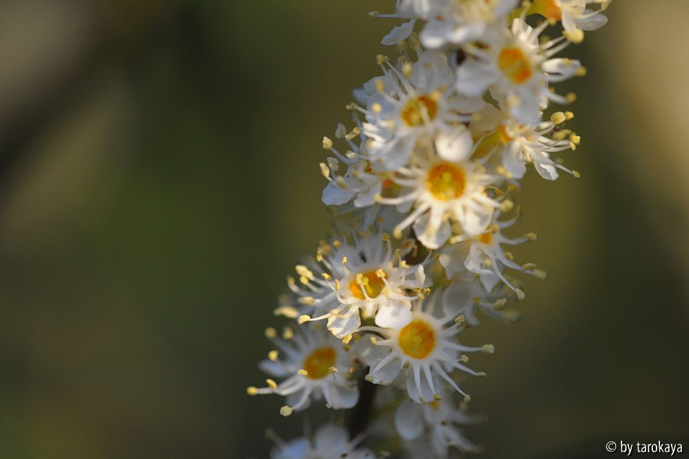 prunus lusitanica2