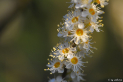 prunus lusitanica2