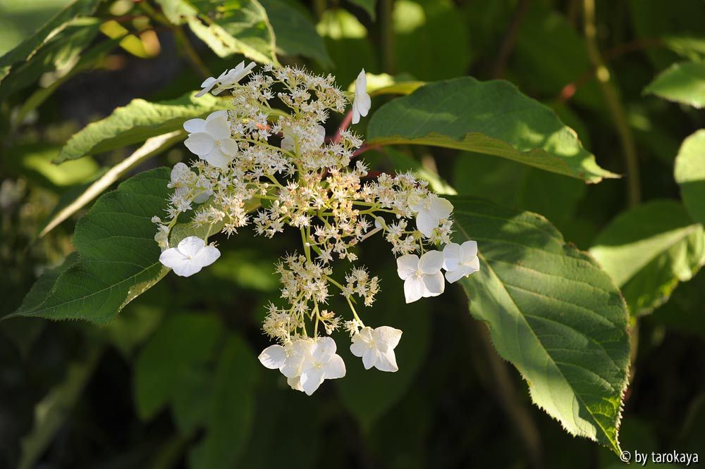 H. heteromalla