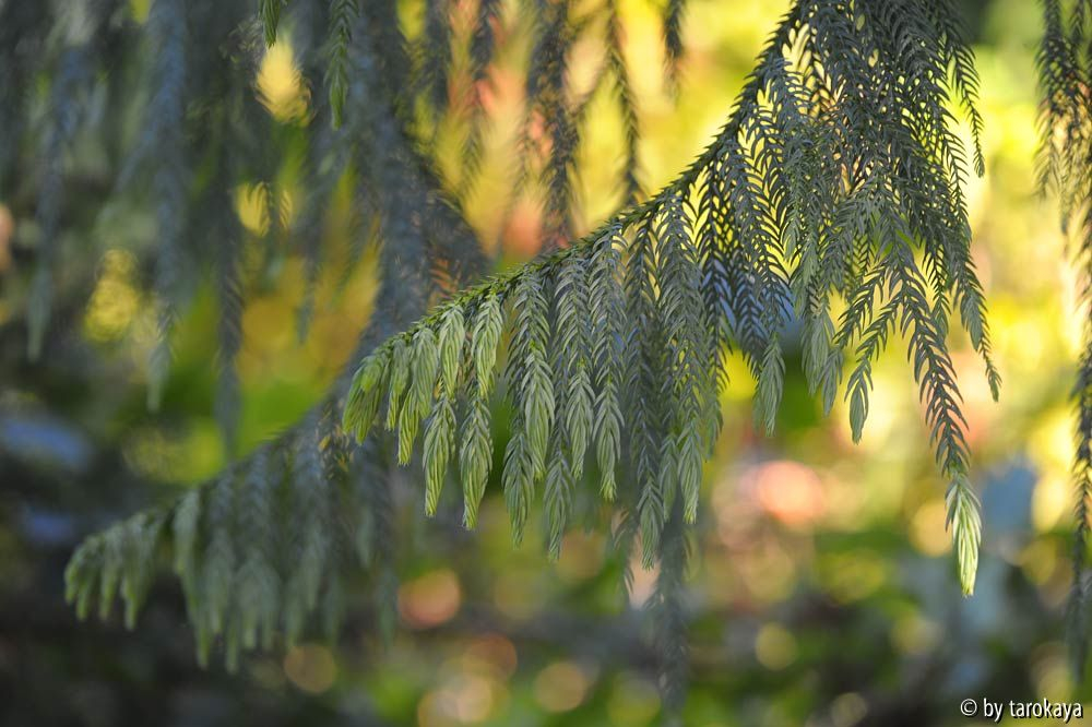 taiwania cryptomerioides