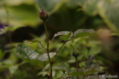 rosa Kletterrose