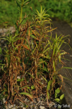 Lilium Nachwuchs 20130612.jpg