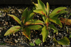 Lilium martagon 20130612.jpg