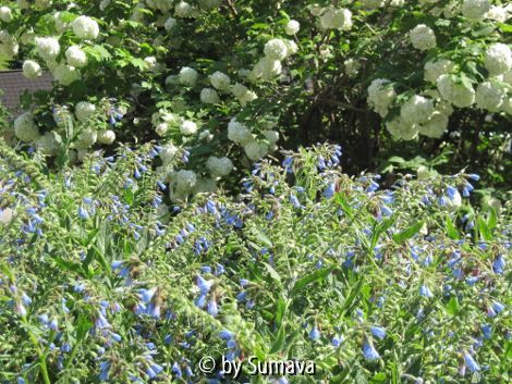 Symphytum und Viburnum