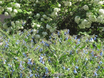 Symphytum und Viburnum