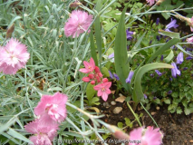 allium.jpg