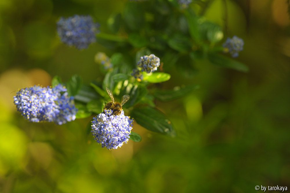 ceanothus victoria