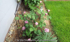 Rose Anke 2013